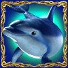 Дельфин: дикий символ
